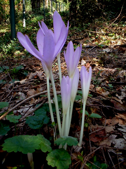 Impatiens balfourii e Colchicum autumnale